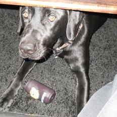 Labrador retriever Thor