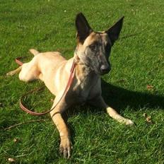 Malinois Jenos Mulle