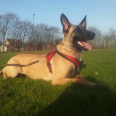Malinois Jenos Mulle