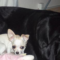 Chihuahua stinky (tøssen)