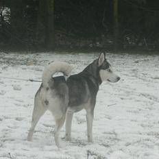 Siberian husky Tina