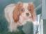 Cavalier king charles spaniel Molly Død 1 Februar 2010.