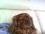 Cavalier king charles spaniel Mille DØD den 29 Juni 2012.