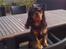 Cavalier king charles spaniel Cavalierhyttens Bella.