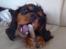 Cavalier king charles spaniel Cavalierhyttens Bella.