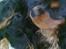 Cavalier king charles spaniel Cavalierhyttens Bella.
