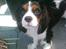 Cavalier king charles spaniel Fie født den 6/11-2009.