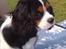 Cavalier king charles spaniel Fie født den 6/11-2009.