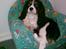 Cavalier king charles spaniel Fie født den 6/11-2009.