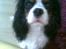 Cavalier king charles spaniel Fie født den 6/11-2009.