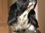 Field spaniel Apache Blue Magic, Figo!