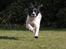 Field spaniel Apache Blue Magic, Figo!