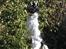 Field spaniel Apache Blue Magic, Figo!