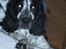 Cocker spaniel charlie