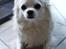 Chihuahua } Rocco - 31. Marts, 2012.
