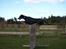 Dobermann GOF Fearless Fiona