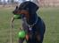 Dobermann GOF Fearless Fiona