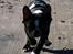 Boston terrier Milo - Jeg ved ikke hvor jeg er henne, Men jeg er total vild med det...:)