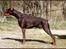 Dobermann Master Mia V Masterhof