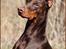 Dobermann Master Mia V Masterhof