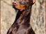 Dobermann Master Mia V Masterhof