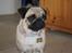 Mops Molly - Velkommen til Molly's profil! Smid gerne en kommentar og en bedømmelse. :D