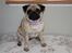 Mops Molly - SIT!!!!!! -dyyygtiiiiiiiiiiiiig!! :D