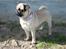 Mops Molly - Profil.