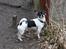 Blanding af racer Zakki - Hundetræf på Oxbjerget d.18-03-12.

Tak til fotograferne Martin og Tanja :)