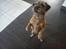 Border terrier Gizmo