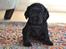Blanding af racer Gucci (Bella-Luna) - Bella Luna