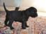 Blanding af racer Gucci (Bella-Luna) - lille model hund<3
