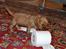 Blanding af racer Grisling (Charlie) - Dumme toiletpapir!
