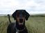 Dobermann GOF Fearless Fiona