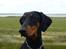 Dobermann GOF Fearless Fiona