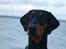 Dobermann GOF Fearless Fiona