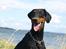 Dobermann GOF Fearless Fiona
