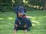 Dobermann GOF Fearless Fiona