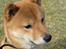 Shiba Max