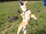 Shiba Max - Aargh jeg er RAMT....