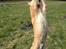 Shiba Max - en af Max's tricks - Hvor stor er du - og så rejser han sig heeelt op :D