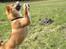 Shiba Max - Poterne op...!