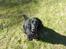 Cocker spaniel Carlo - Vil du lege?:)