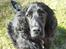 Cocker spaniel Carlo - Hvad tør du?:)