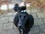 Cocker spaniel Carlo - Jeg er også klædt fint på Jule aften :D