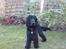 Cocker spaniel Carlo - Hallehøj nu får vi gæster :) 