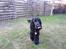 Cocker spaniel Carlo - Mmm.. Kødben smagte godt :)!
