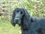 Cocker spaniel Carlo - Hvis jeg nu ser rigtig sød ud må jeg så få et til?:)