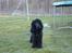 Cocker spaniel Carlo - sagde du lige "gå tur" den er jeg med på :P