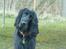 Cocker spaniel Carlo - Hvis jeg nu ser super sød ud går vi nu ik :P